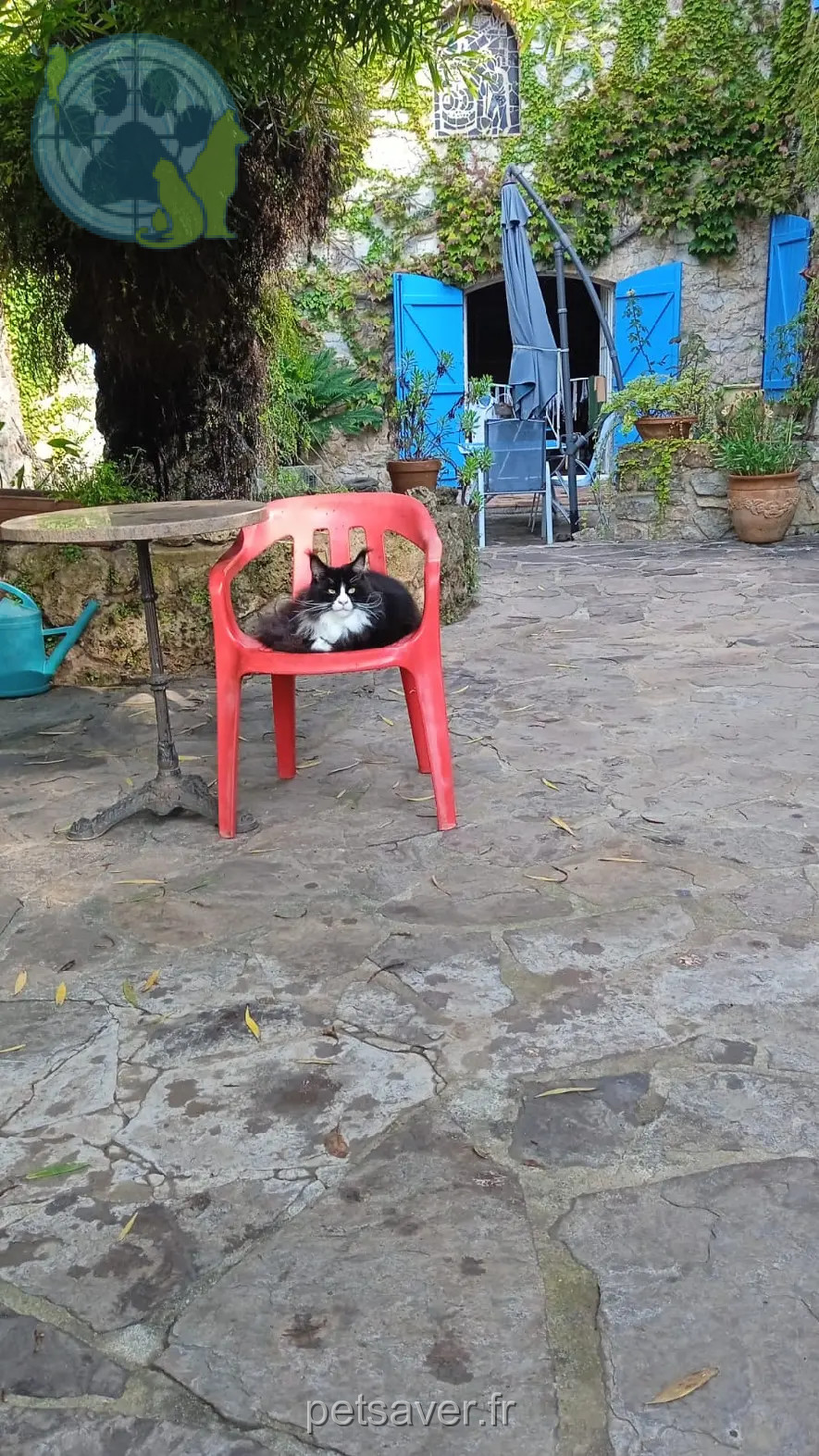 Chat Perdu 83 Var Chat Perdu 83 Var