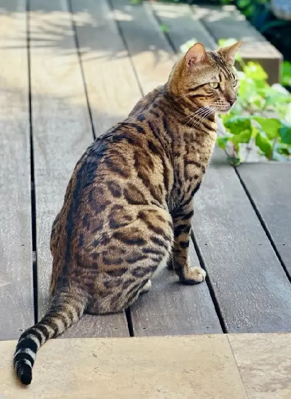 Chat Perdu 83 Var - Taaj Chat Perdu 83 Var - Taaj