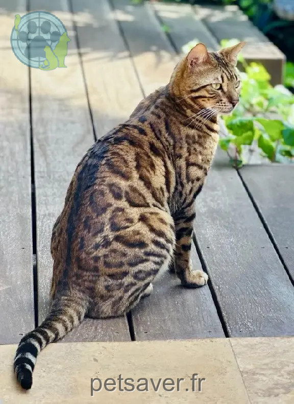 Chat Perdu 83 Var - Taaj Chat Perdu 83 Var - Taaj