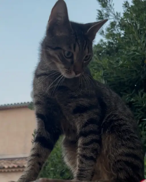 chat lost   83310 Cogolin Tanos