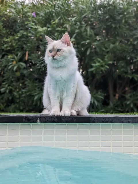 chat lost   83140 Six-Fours-les-Plages Tarzan