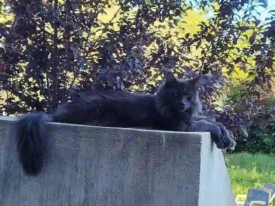 Chat Perdu 83 Var - Tiago Chat Perdu 83 Var - Tiago