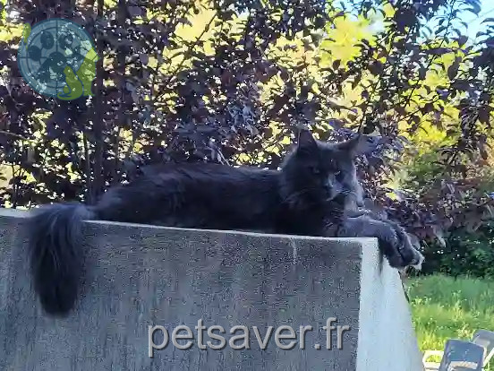 Chat Perdu 83 Var - Tiago Chat Perdu 83 Var - Tiago