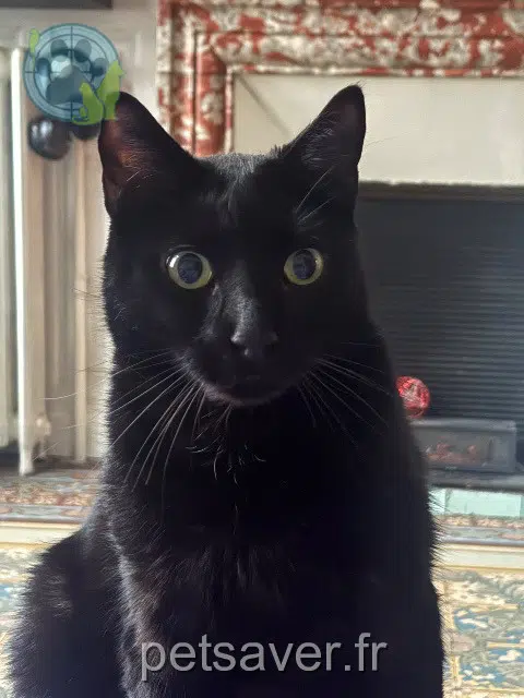 gatto lost   83500 La Seyne-sur-Mer Tichat