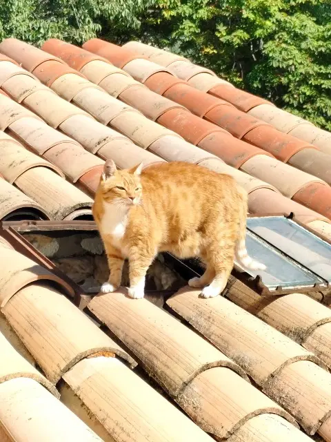 chat lost   83440 Callian Tigrou