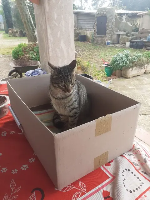 chat lost   83260 La Crau Tigrou