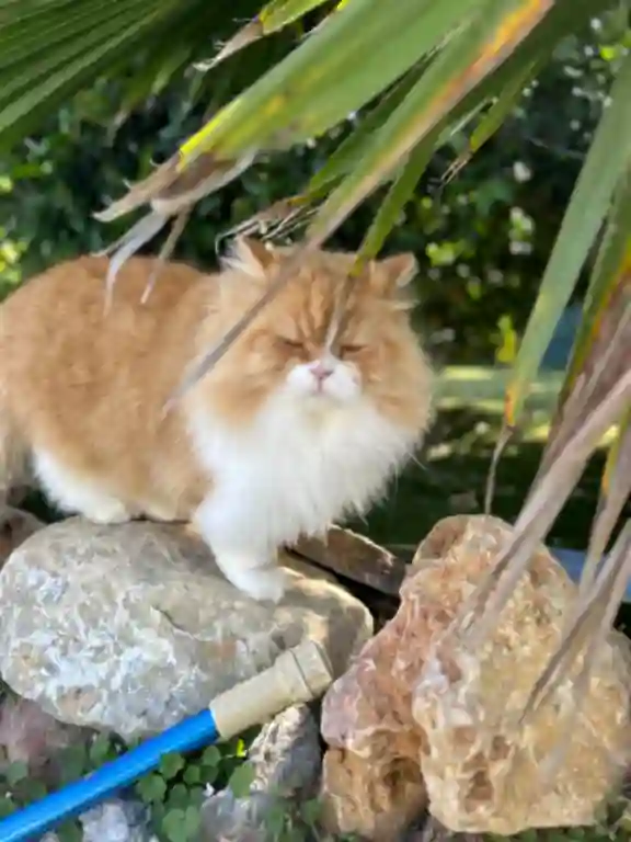 Chat Perdu 83 Var - Tigrou Chat Perdu 83 Var - Tigrou
