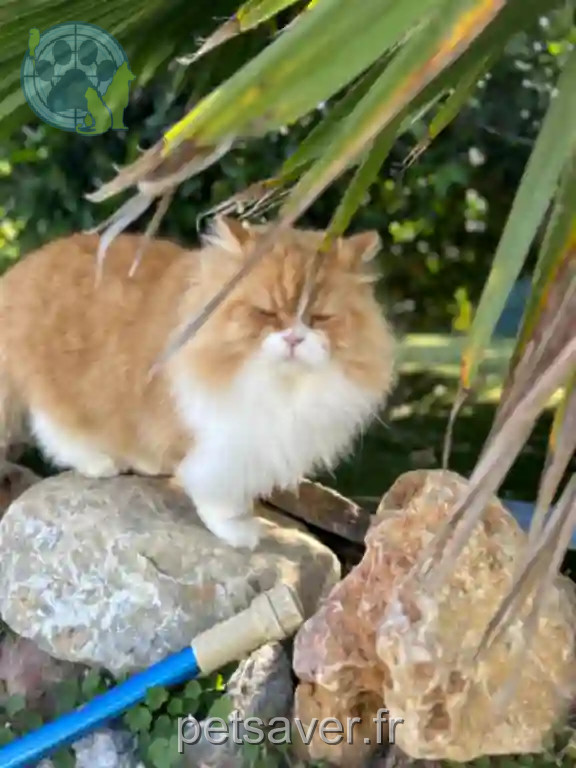 Chat Perdu 83 Var - Tigrou Chat Perdu 83 Var - Tigrou