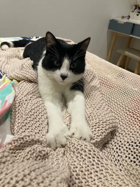 chat lost   83220 Le Pradet Tokyo