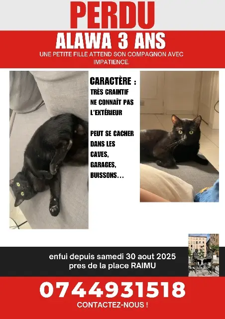 chat lost    Toulon Alawa