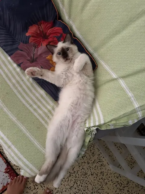 chat lost    Toulon Arthur