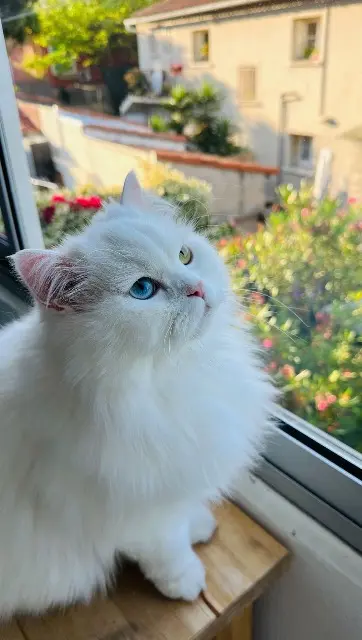 chat lost    Toulon Bowie