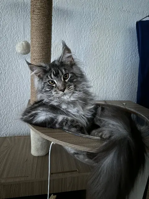 chat lost    Toulon Casex