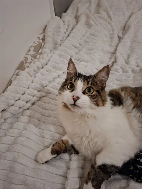 chat lost    Toulon Chico