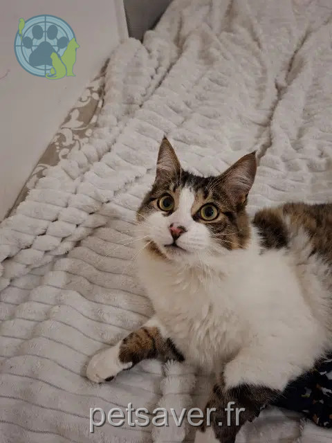 chat perdu Toulon Chico chat lost Toulon Chico