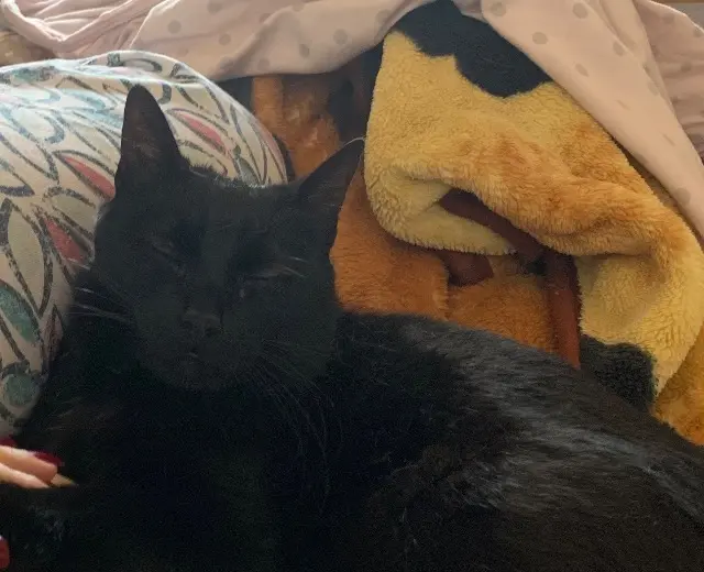 chat lost    Toulon Chou-chat