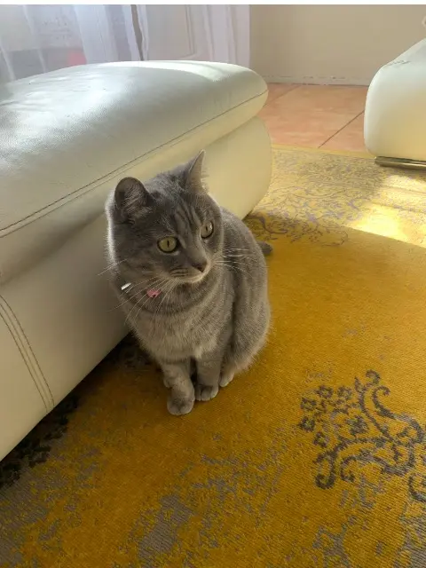 chat lost    Toulon Cookie