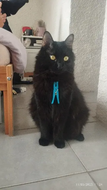 chat lost    Toulon Lentille