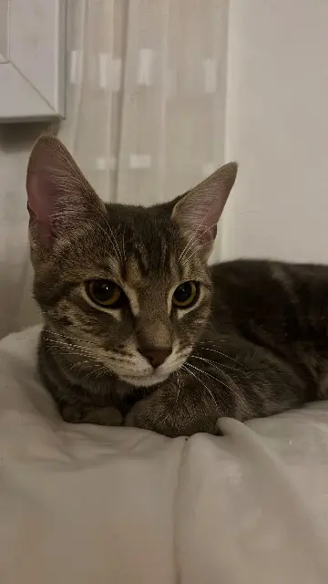 chat lost    Toulon Maurice