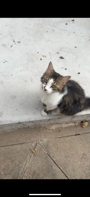chat lost    Toulon maya