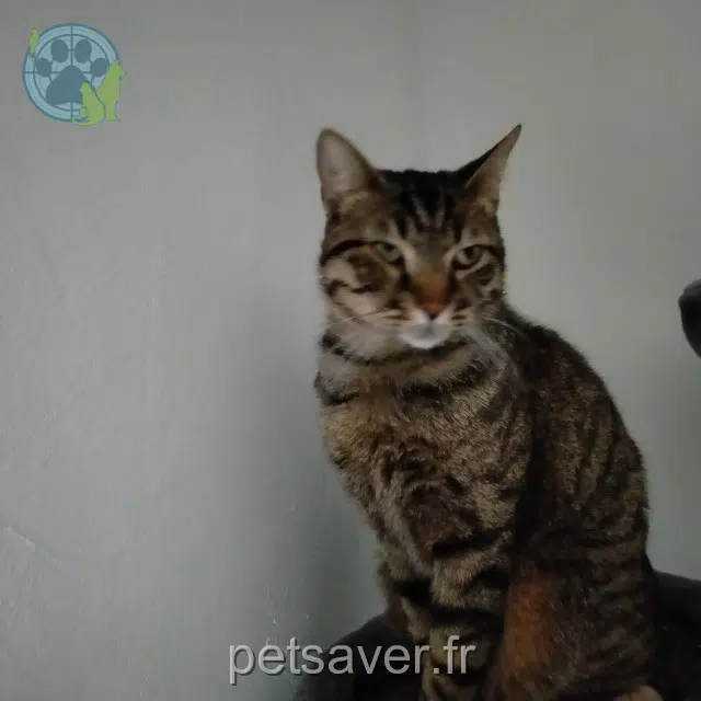 chat lost    Toulon Milo