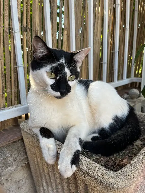 chat lost    Toulon Ninho