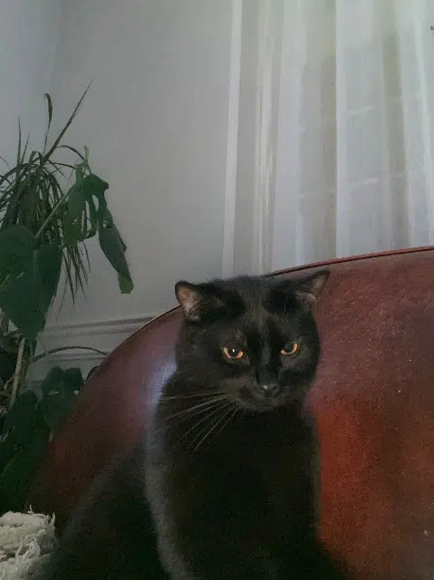 chat lost    Toulon Pepper