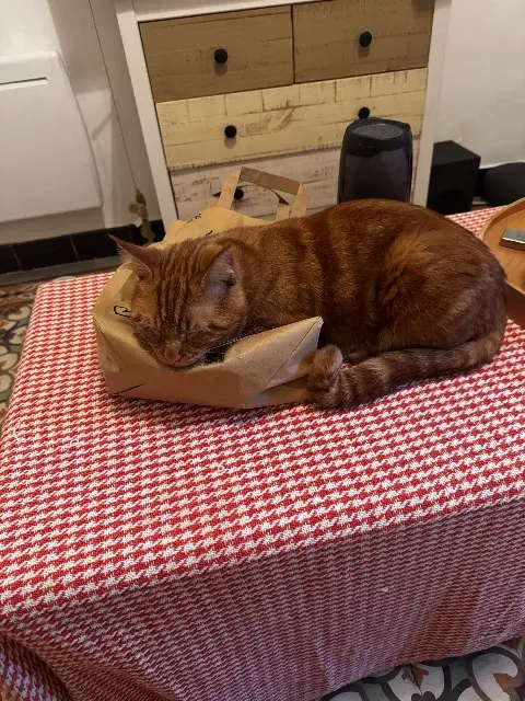kater vermist Toulon Ralf kater lost Toulon Ralf