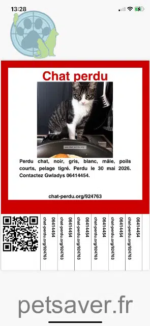 chat lost    Toulon Rio