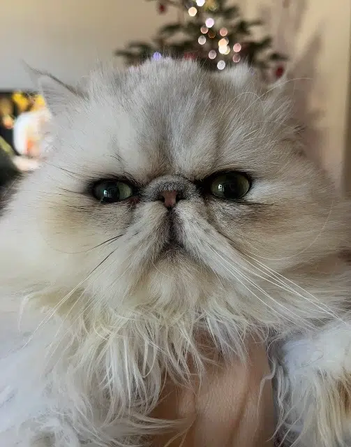 chat lost    Toulon Salem