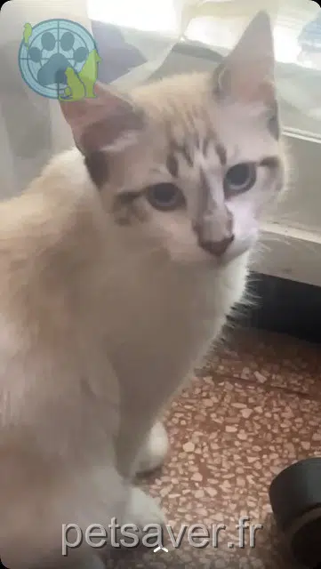 chat perdu Toulon Scooby chat lost Toulon Scooby