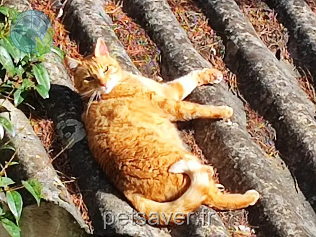chat perdu Toulon Thomas chat lost Toulon Thomas
