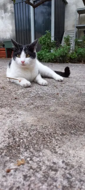 chat lost    Toulon Timi