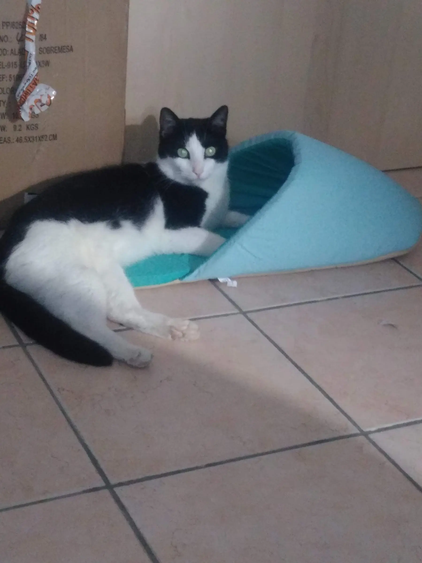 Chat Perdu 83 Var Toulon Chat Perdu 83 Var Toulon