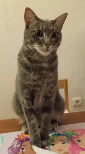 chat lost   83430 Saint-Mandrier-sur-Mer Tresor