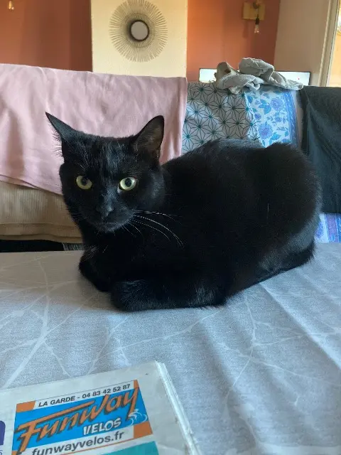 chat lost   83130 La Garde Tudor