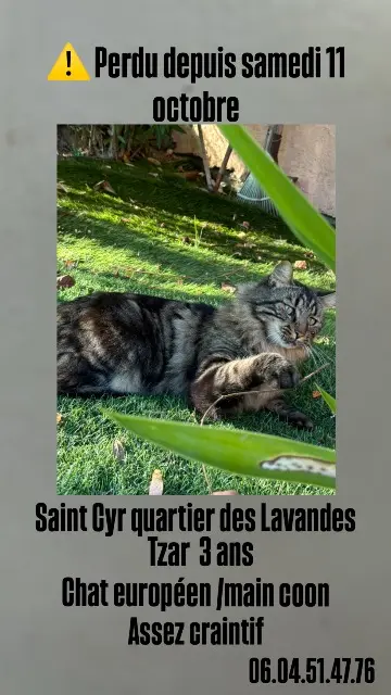 chat lost   83270 Saint-Cyr-sur-Mer Tzar