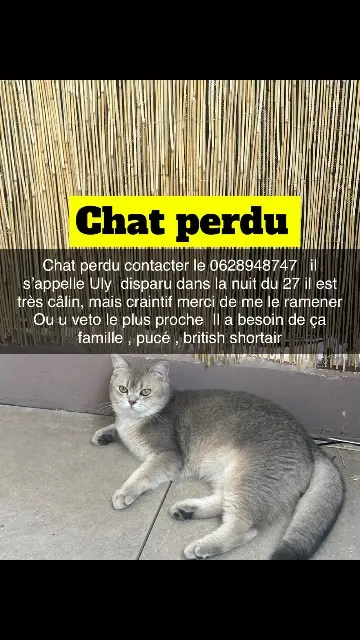 chat lost   83390 Cuers Uly