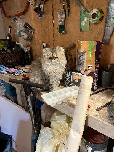 Chat Perdu 83 Var - Umouss Chat Perdu 83 Var - Umouss