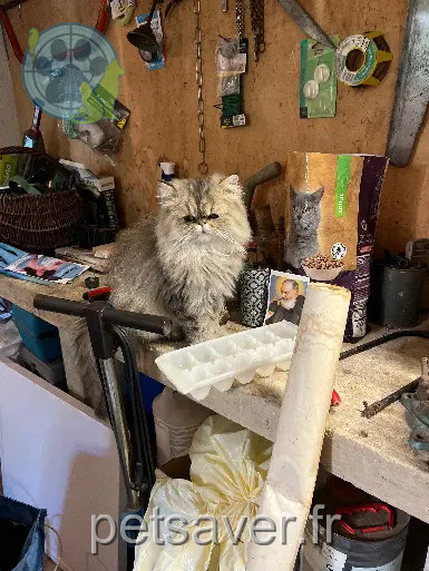 Chat Perdu 83 Var - Umouss Chat Perdu 83 Var - Umouss