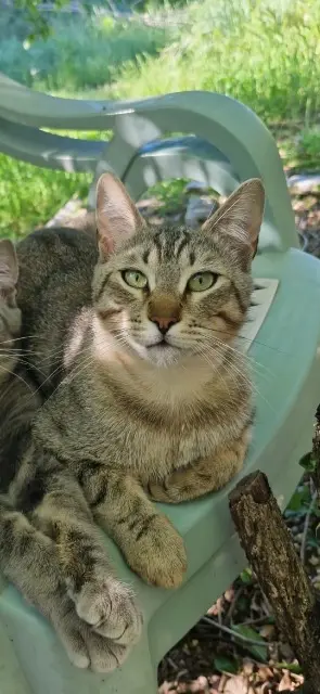 chat lost    Fréjus Valefore