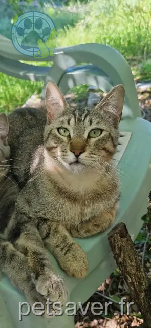 cat lost Fréjus Valefore cat lost Fréjus Valefore