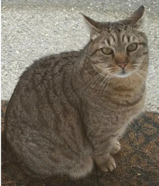 chat lost    Saint-Raphaël Vaska