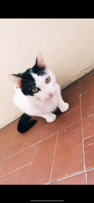 Chat Perdu 83 Var Villecroze Chat Perdu 83 Var Villecroze