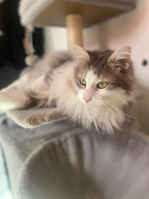 chat lost   83210 Solliès-Pont Willow