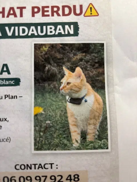 chat lost   83550 Vidauban Yoda
