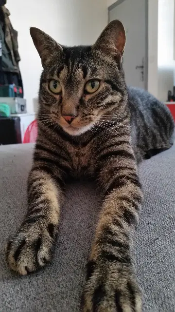 chat lost   83390 Cuers Yoshi