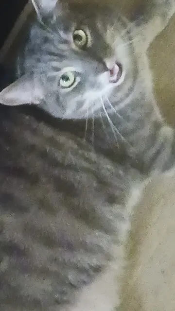 chat lost   83400 Hyères Youpi