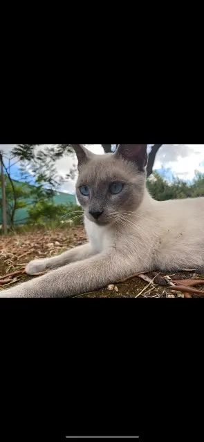 chat lost   83500 La Seyne-sur-Mer Yuna