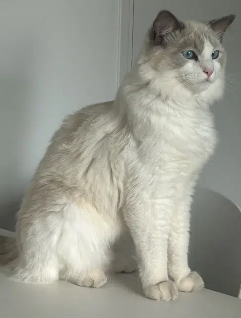 chat lost   83440 Montauroux Zephyr